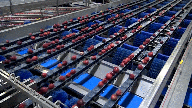 Apple sorting machine