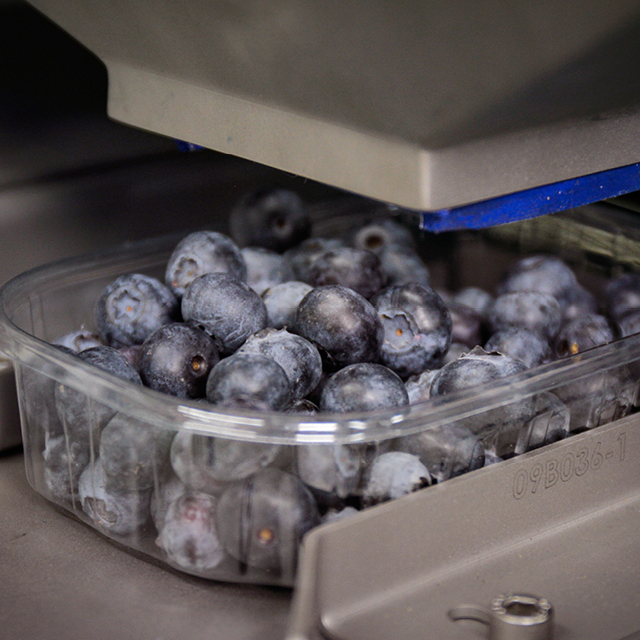 Blueberry packing machine
