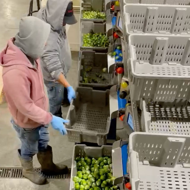 Brussels sprouts packing machine