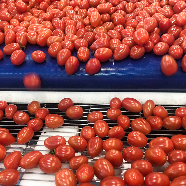 Cherry Tomato grading machine throughput