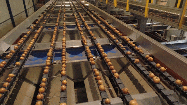 Onion sorting machine