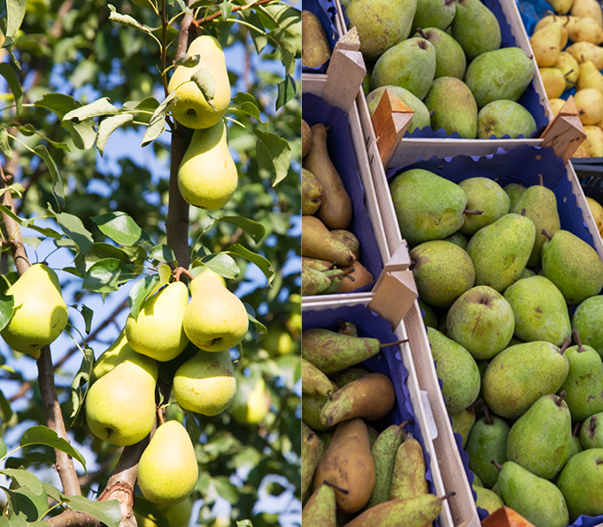 Pear processing equipment