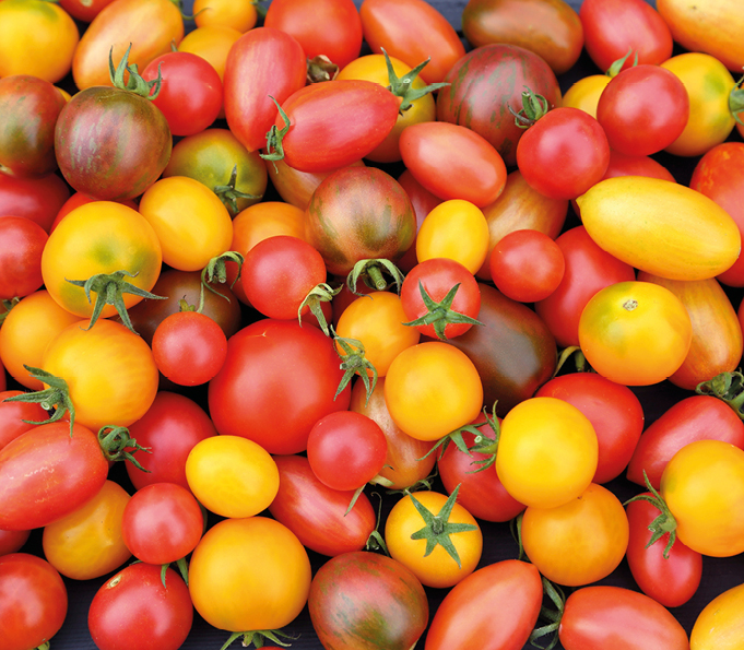 Tomato color sorting