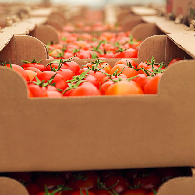 Tomato grading machine throughput