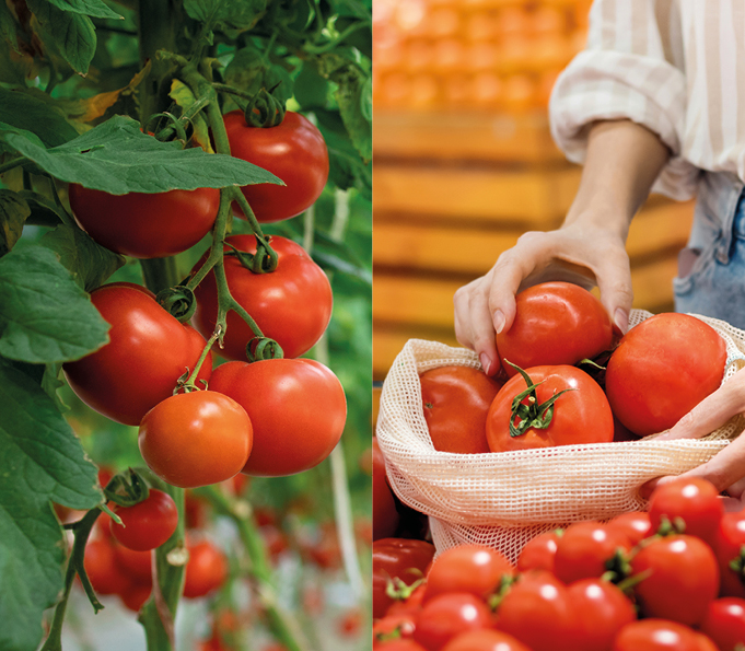 Tomato processing equipment