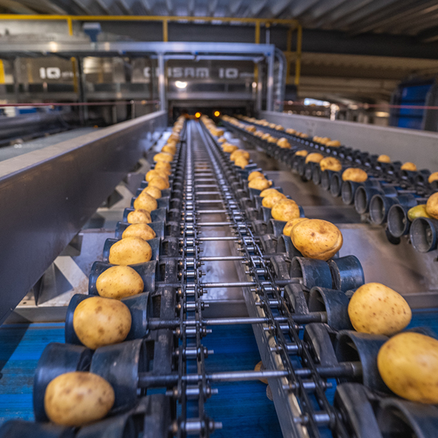 potato grading machine throughput
