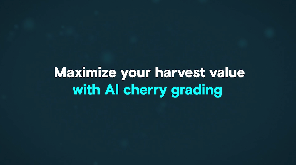 Maximize your harvest value with AI cherry grading